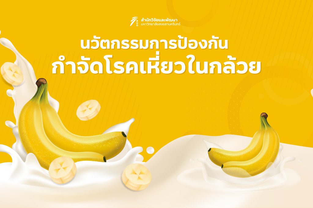 นวัฒกรรมป้องกันโรคเหี่ยวในกล้วย